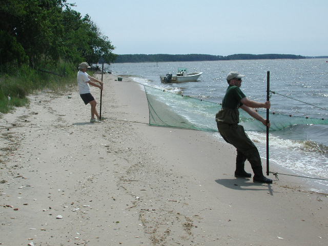 Seining for fish