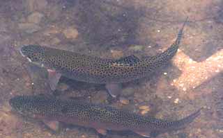 Brown Trout in water