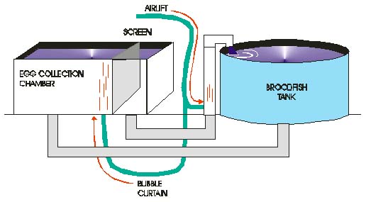 Diagram of the spawning tank system.