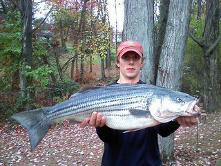 Liberty Reservoir Striped Bass