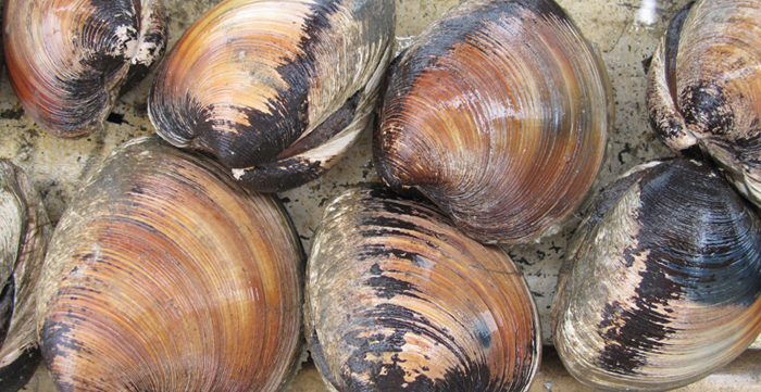 hard clam