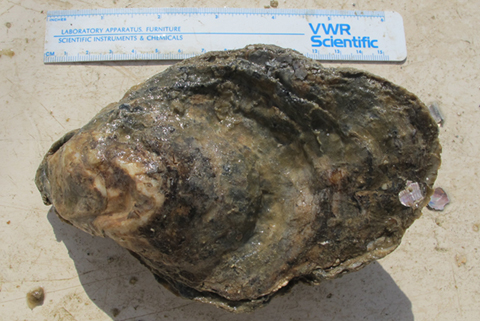 Eastern Oyster