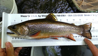 Brook trout being measured.