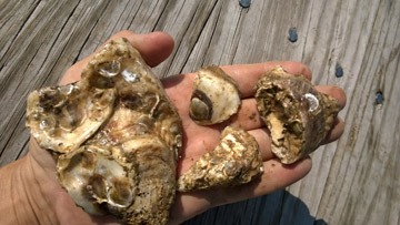 Oysters with spat on the shell