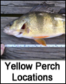 Yellow Perch Fishing Spots