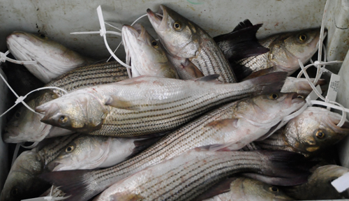 Commercial Striped Bass