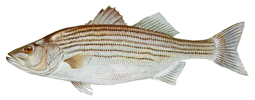 Striped Bass Illustrations