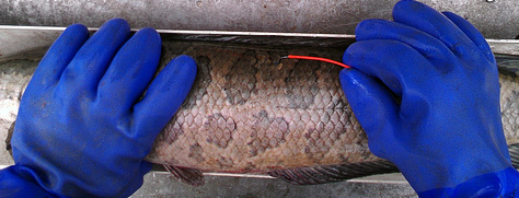 Tag being inserted into a northern snakehead.