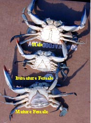 Photo identifying crab sexes - male, immature female, mature female.