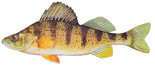 Yellow Perch Illustration
