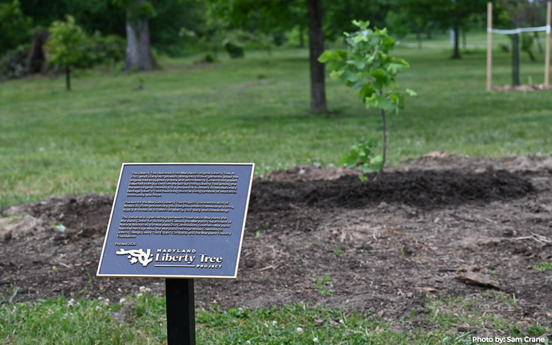 Living History Takes Root Across Maryland with Liberty Tree Project