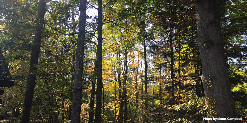 Public Comment Sought for 2025 Maryland State Forest Work Plans