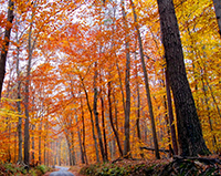 Trees in the fall with yellow and orange leaves.