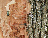 Close-up image of tree bark with a pests on it.