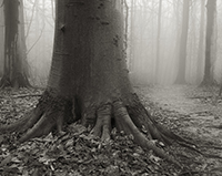 Black and white image of a large tree in the gof.