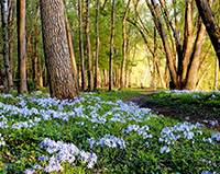 Springtime image of trees with flowers.