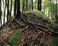 Close-up of the roots of a tree.