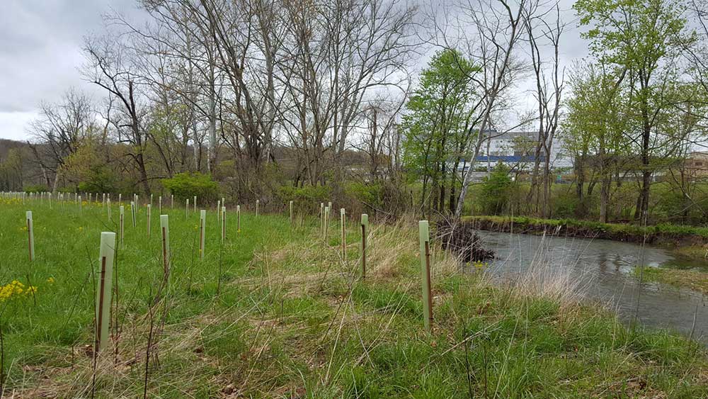 Evitts Creek in Allegany County with trees planted along the banks
