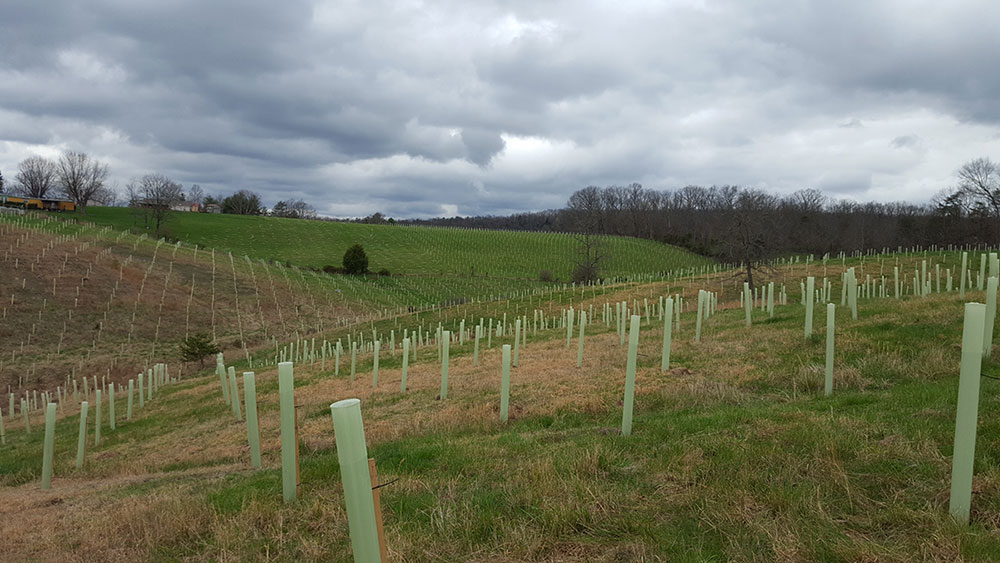Trees planted on hillsides in Allegany county