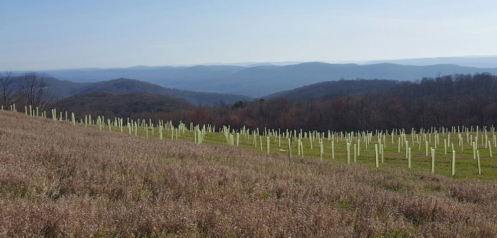 tree seedlings on a mountainside with mountains in the background