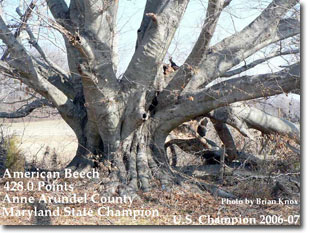 Big Tree - American Beech, photo by Brian Knox