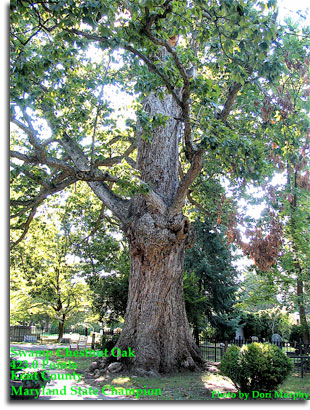 Swamp Chestnut Oak, photo courtesy of Dori Murphy