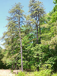 Stand of Pitch Pine in Elk Neck State Forest, photo by Jason Garrison