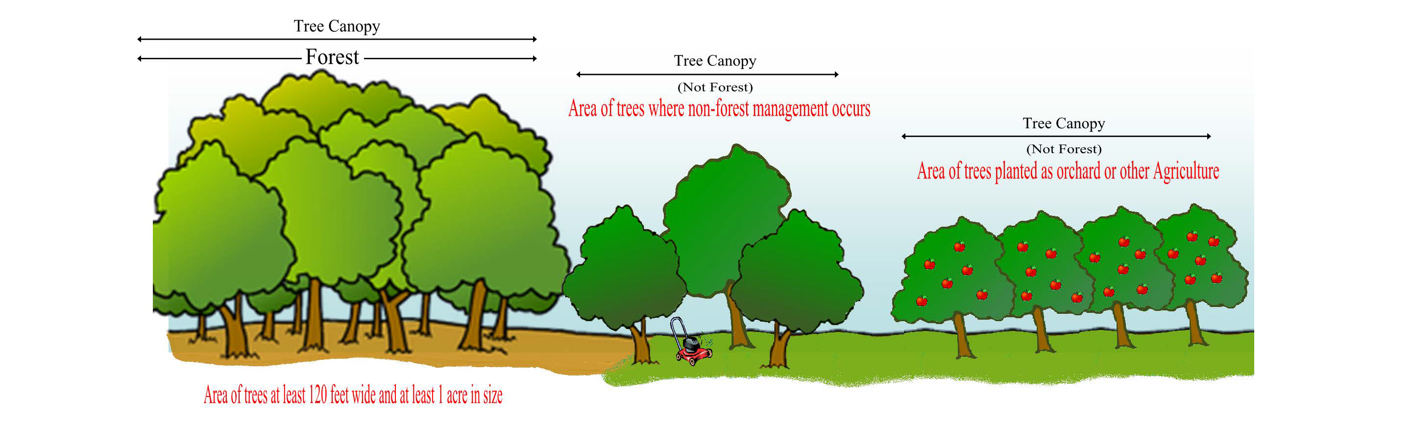 Forest-Tree-Image3.png