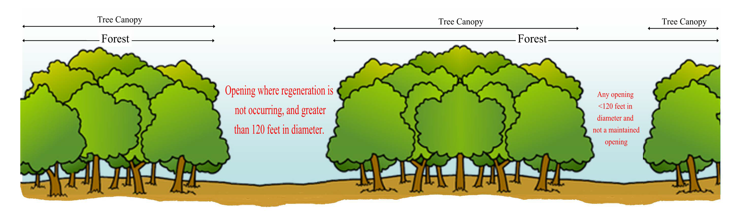 Forest-Tree-Image4.png