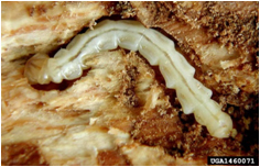 Photo of Emerald Ash Borer Larva