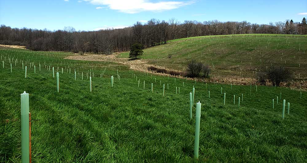 Forester with seedlings planting trees in Garrett County