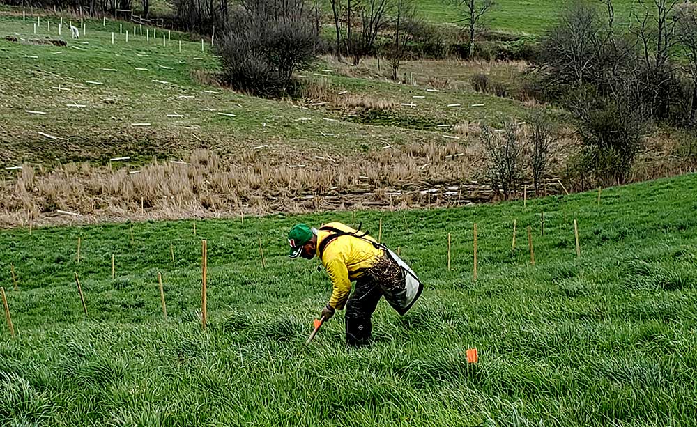 Forester with seedlings planting trees in Garrett County