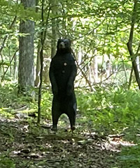 Black Bear Target in 3-D Archery Range