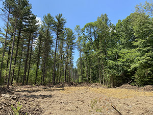 Sustainable Forestry Practices in Potomac-Garrett State Forest
