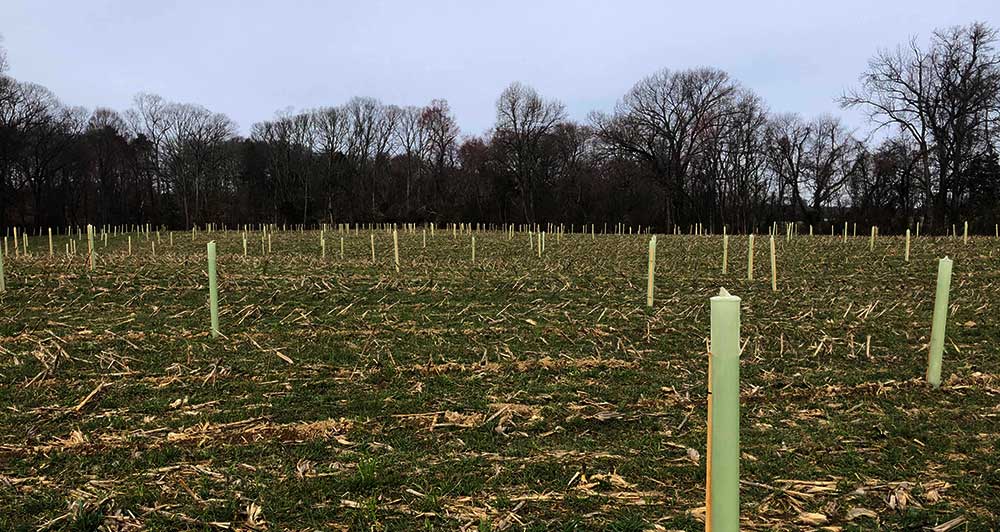 Tree planting in a farm field, Queen Annes County