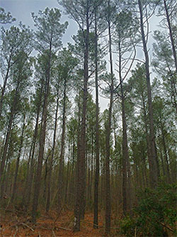 Stand of trees in Salem State Forest