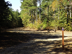 Wicomico Demonstration Forest