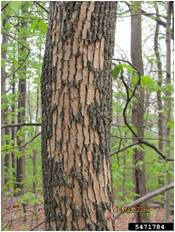 Signs Of Emerald Ash Borer