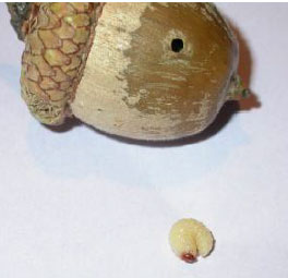 an acorn with a weevil next to it. A weevil looks like a small white worm with a red head