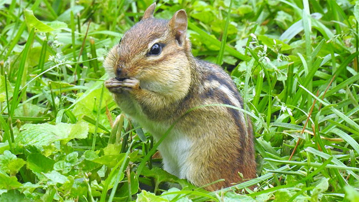 Chipmunk Stuffed with Seeds - Photo: Christopher Brown