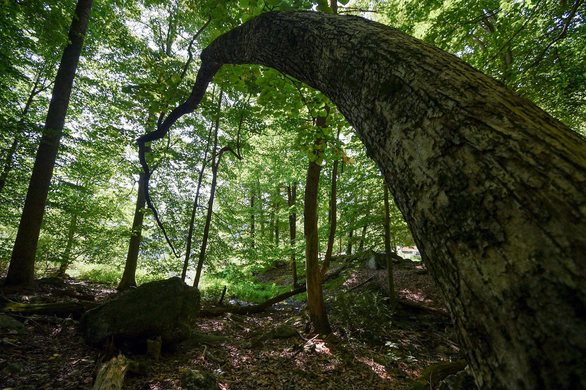 Tree at Cunningham Falls State Park. Photo by Anthony Burrows.