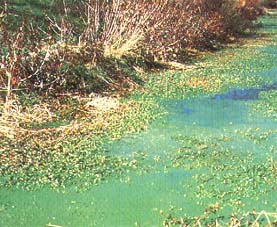 Dense algal growth from excess nutrients blocks sunlight, causing submerged plants to die.