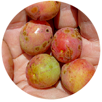 seed of Wild American Plum