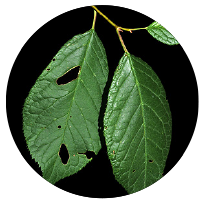 Leaf of Wild American Plum