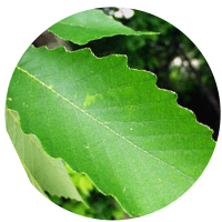 Leaf of Chestnut Oak