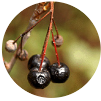 seed of Eastern chokeberry