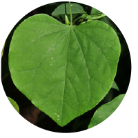 Leaf of Eastern Redbud