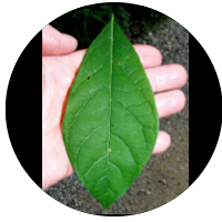 Leaf of Spicebush