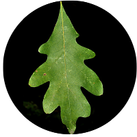 Leaf of white oak