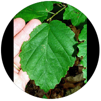 Leaf of Witch Hazel